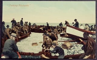 Rare Colour Postcard Fishermen In Boats & Net - Tucking Pilchards - St Ives Cornwall
