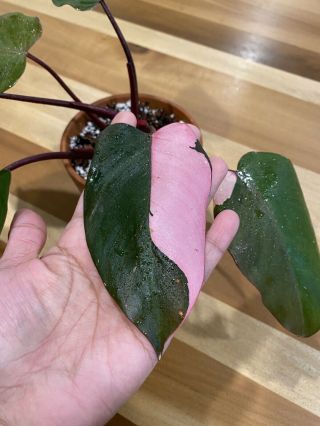 Philodendron Pink Princess Rare Variegated Aroid