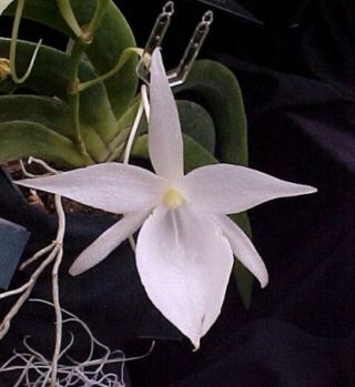 Angraecum Leonis - Rare Orchid Species,  Mounted,  Easy To Grow