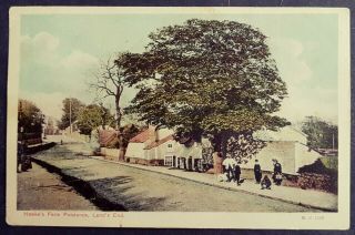 Rare Colour Postcard Man - Woman & Boys - Tree - Hawke`s Farm Penzance Land`s End 1903