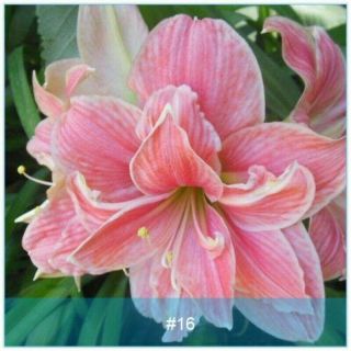 Rare Amaryllis Bulbs Perennial Barbados Lily Hippeastrum Pink Flower Gifts Hardy