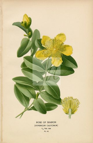 Edward Step 1897 - Antique Botanical Print - Rose Of Sharon D933
