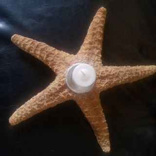 Star Fish (real Dried) Vintage Candle Holder 13 "