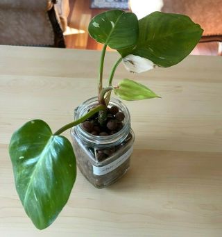 Rare Philodendron White Princess Rooted Aroids Tropical Indoor Plant