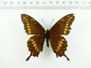 , Entomology,  Butterfly: Battus Zetides Male Caribic Rare,