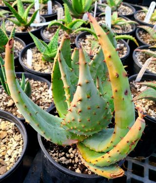 Lg.  1g Rare Aloe Aculeata 