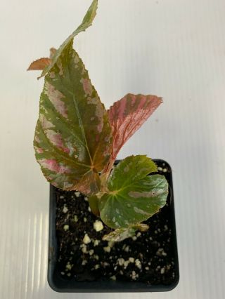 Begonia Brevirimosa Ssp.  Exotica,  Rare