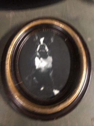 Antique Vintage Portrait Civil War Era Oval Brown Frame 14x12 / Boston Terrier
