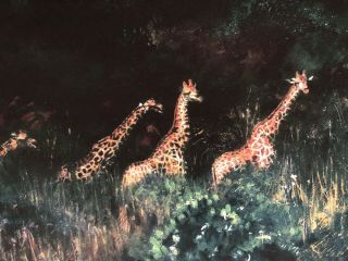 Giraffes Browsing Kenya By Rolf Harris - Rare Hand Signed Limited Edition Print