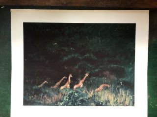 GIRAFFES BROWSING KENYA BY ROLF HARRIS - RARE HAND SIGNED LIMITED EDITION PRINT 2