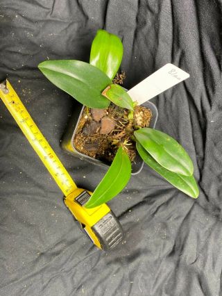 Bulbophyllum Smitinandii X Kubahense Rare Orchid Hybrid Large Seedling Only One