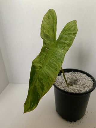 Philodendron Parasio Verde Rare Aroid 6 " Pot