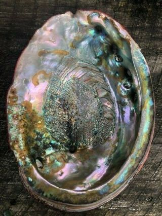 Massive Rare Trophy Red Abalone Shell HALIOTIS RUFESCENS,  10 1/2 inches/,  266mm 2