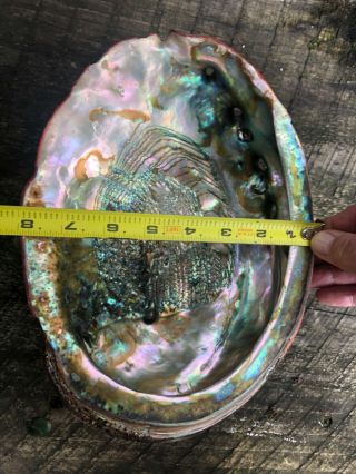 Massive Rare Trophy Red Abalone Shell HALIOTIS RUFESCENS,  10 1/2 inches/,  266mm 3