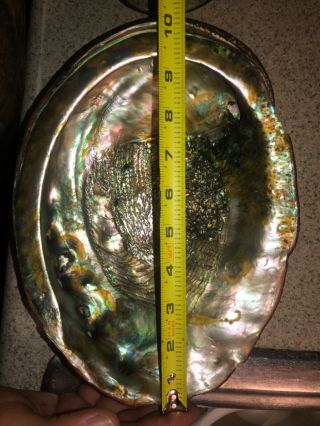 Massive Rare Trophy Red Abalone Shell HALIOTIS RUFESCENS,  10 1/2 inches/,  266mm 4