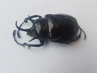 Megasoma Mars Rare 7.  6 Cm Beetle Peru Awesome