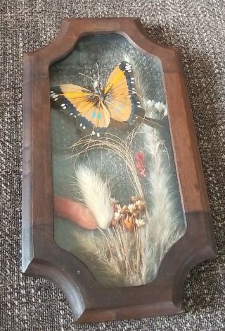 Vintage Dried Pressed Wild Flower & Butterfly Framed Wall Art