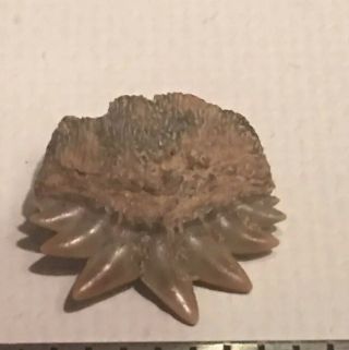 Ultra Rare Fossilized Cow Shark Tooth 2