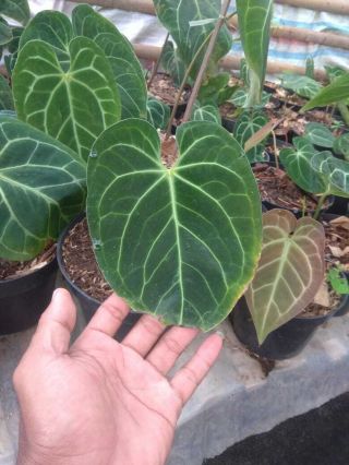 anthurium Regale plant Rare Phytosanitary Certificate 3