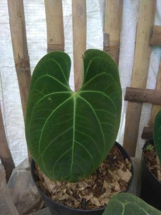 anthurium Regale plant Rare Phytosanitary Certificate 4