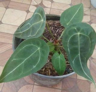 Anthurium Forgetii Plant Rare Phytosanitary Certificate