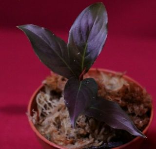 Rhodospatha Species Purple Rare Aroid Monstera Philodendron Anthurium