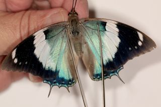 Butterflie Charaxes Bohemani Female Rare Light Blue Form From Tanga,  Tanzania