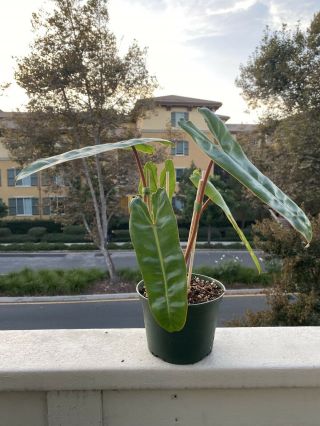 Philodendron Billietiae Rooted In 6” Pot (rare Aroid) - Usps Insured (medium) (b)