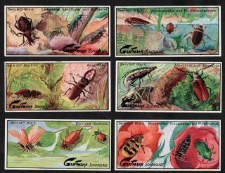 Beetles Rare Series 607 Gartmann Card Set Early 1900s Insect Coleoptres Stag