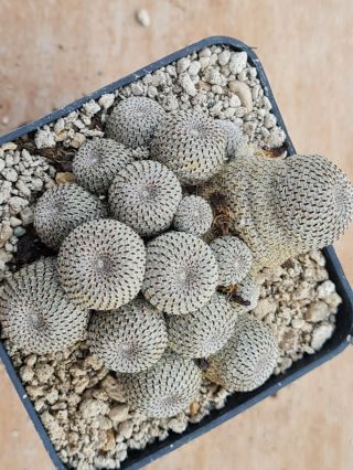 Rebutia Heliosa Clump Rare Type On Roots Pot 8 Cm Cactus