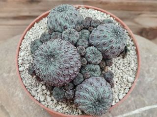 Sulcorebutia Rauschii Black Violet Rare Type On Roots Pot 10 Cm Cactus