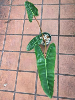 Philodendron Billietiae Rooted In 4” Pot (rare Aroid)