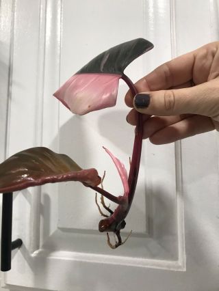 Rare Highly Variegated Pink Princess Philodendron Rooted Cutting