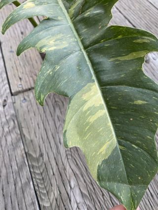 Philodendron “ring Of Fire” Var.  In 4” Pot (rare Aroid) - Usps Insured (k)
