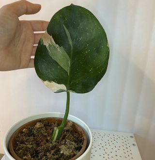 Philodendron White Wizard - Rare Aroid - Not Monstera - Tropical Plant