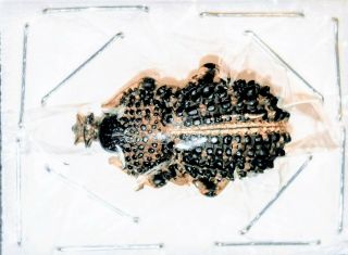 Curculionidae Sp 24mm A1 Xl From Rsa - Rare