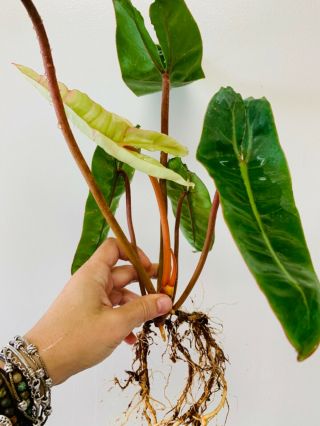 Usa Seller,  Rare,  Large,  Philodendron Billietiae,