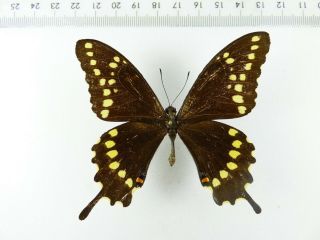, Entomology,  Butterfly: Papilio Aristor Male Dom.  Republik,  Rare