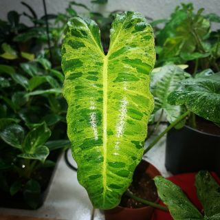 Variegated Paraiso Verde Philodendron ☆ Rare Tropical Aroid ☆ Indoor Semi - Hydro