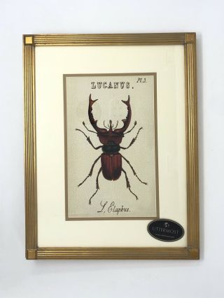 Lucanus L.  Elaphus Giant Stag Beetle Print Uttermost Framed And Matted