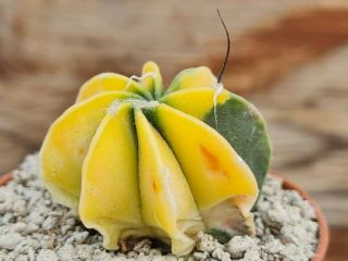 Astrophytum Crassispinus Variegated Rare Type On Roots Pot 8 Cm Cactus