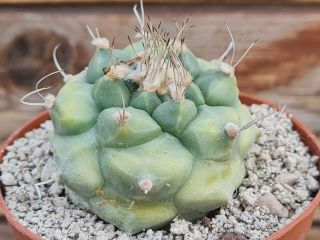 Turbinicarpus Polasky Variegated Rare Type On Roots Pot 8 Cm Cactus