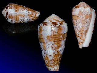 Seashell Conus Nigropunctatus Elatensis Exceptional Shell Rare F,  49.  3 Mm