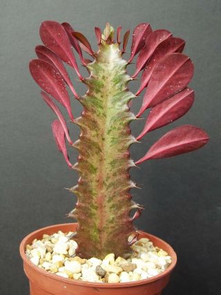 Euphorbia Trigona Rubra African Milk Tree Rare Cactus Plant Exotic Succulent 4 "