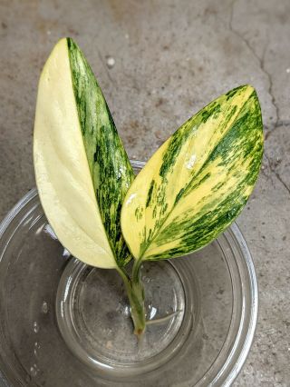 Monstera Standleyana Aurea Top Cutting Rare Variegated Houseplant Philodendron