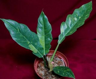 Philodendron Ring Of Fire Rare Variegated Aroid Monstera Terrarium Plant