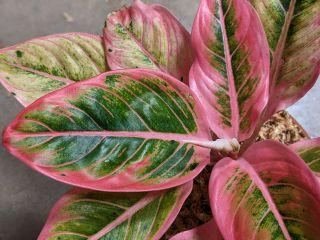 Aglaonema Lotus Delight Rare Pink Houseplant Plant Not Monstera Philodendron