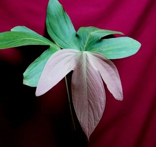 Anthurium Cf Triphyllum Aff Rare Aroid Plant Philodendron Monstera