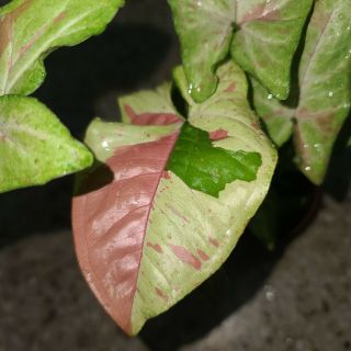Variegated Confetti Hybrid Tri - Color Syngonium ☆ Ultra Rare ☆ Indoor Grown ☆ Wow