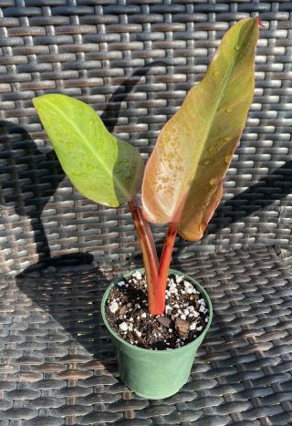 Philodendron Week’s Red Hybrid Aroid Huge Grower Collectors Rooted 4” Pot Rare
